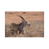 Antelope