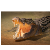 Crocodile