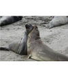 Elephant-Seal