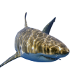 Great-White-Shark