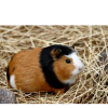 Guinea-Pig