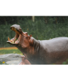 Hippopotamus