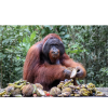 Orangutan