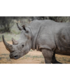 Rhinoceros