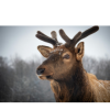 elk