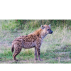 hyena