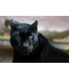 panther