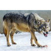 wolf