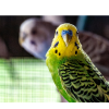 Budgerigar