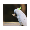 Cockatoo