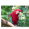 Macaw
