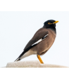 Mynah