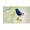 Sunbird