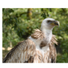 Vulture