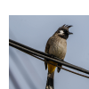 bulbul