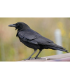crow