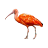 ibis