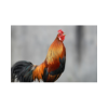 rooster