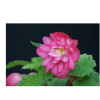 begonia