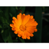 calendula