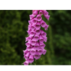 foxglove