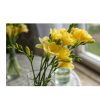 freesia