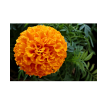 marigold