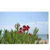 oleander