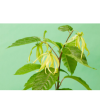 ylang-yalng