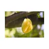 starfruit