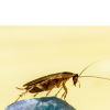 Cockroach