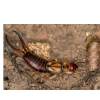 Earwig