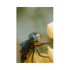 Fruit-Fly