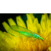Lacewing