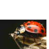 Ladybird