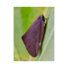 Leafhopper