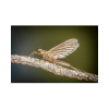 Mayfly