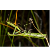Praying-Mantis