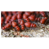 Termite