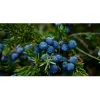 juniper-berries