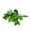 Coriander