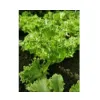 Lettuce