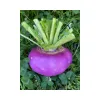 Turnip