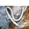 Earthworm